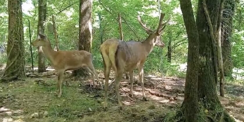TURISMO LENTO, ESPERIENZIALE, COOPERATIVO E RIGENERATIVO: FATTORE DI SVILUPPO DEI TERRITORI